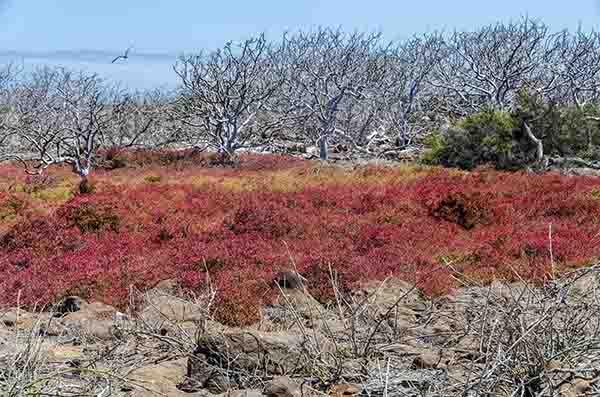 114 - Ecuador - islas Galapagos - isla Seymour Norte